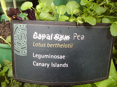 Lotus berthelotii