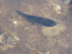 Fundulus grandis