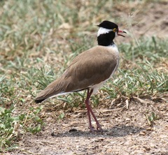 Vanellus tectus