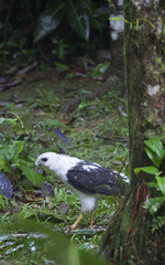 Buteogallus lacernulatus