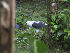 Buteogallus lacernulatus