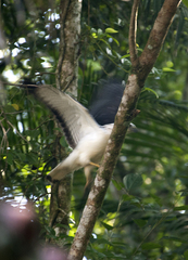 Buteogallus lacernulatus