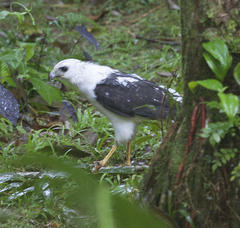 Buteogallus lacernulatus