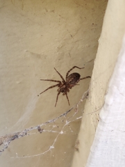 Araneae