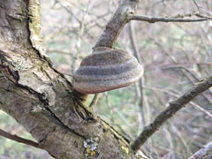 Fomitiporia hippophaeicola