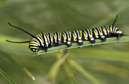 Monarch photographed in Arizona