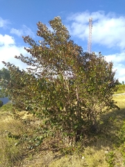 Chrysophyllum oliviforme