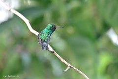 Cynanthus forficatus