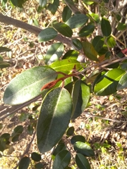 Chrysophyllum oliviforme