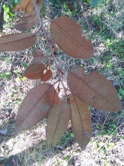 Chrysophyllum oliviforme