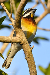 Spindalis zena benedicti