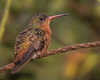 Cinnamon Hummingbird - Photo (c) johnmeikle, some rights reserved (CC BY-NC), uploaded by johnmeikle