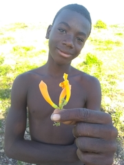 Amphilophium stamineum