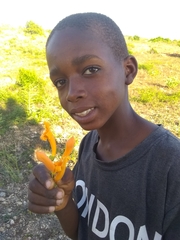 Amphilophium stamineum