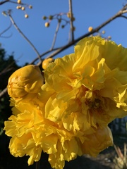 Cochlospermum