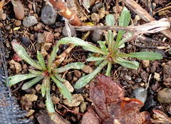 Solidago lepida salebrosa