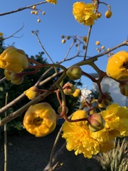 Cochlospermum