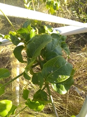 Amphilophium stamineum