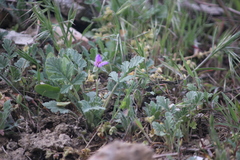 Erodium hoefftianum hoefftianum