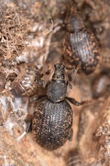 Otiorhynchus aurifer