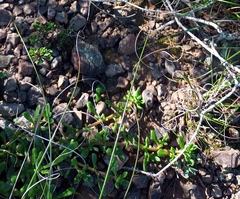 Mesembryanthemum longistylum
