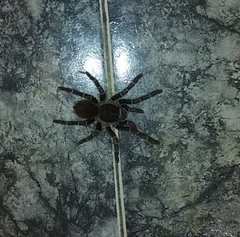 Acanthoscurria juruenicola