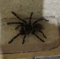 Acanthoscurria juruenicola