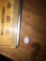 Niveria quadripunctata