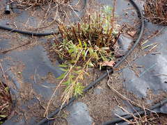 Solidago lepida salebrosa