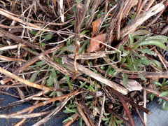 Solidago lepida salebrosa
