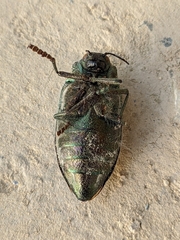 Julodis onopordi sommeri