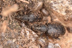 Otiorhynchus aurifer