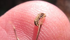 Taenidia integerrima
