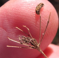 Taenidia integerrima