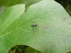 Plagioneurus univittatus