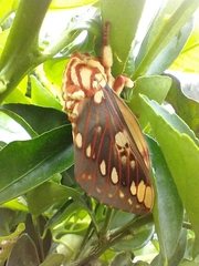 Citheronia brissotii