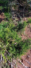 Asparagus multiflorus