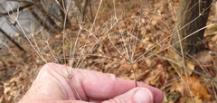Taenidia integerrima