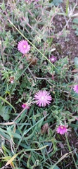 Delosperma neethlingiae