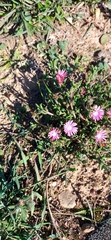 Delosperma neethlingiae