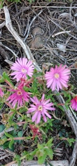 Delosperma neethlingiae