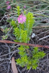 Delosperma neethlingiae