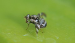 Dyscrasis hendeli