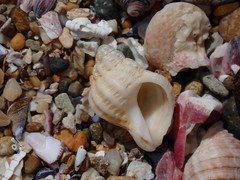 Coralliophila squamosissima