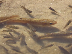 Fundulus confluentus