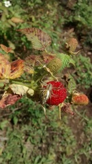 Peucetia rubrolineata