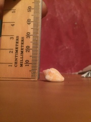 Columbella mercatoria