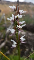 Prasophyllum suttonii