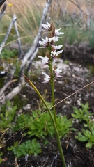 Prasophyllum suttonii
