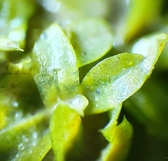 Hennediella macrophylla